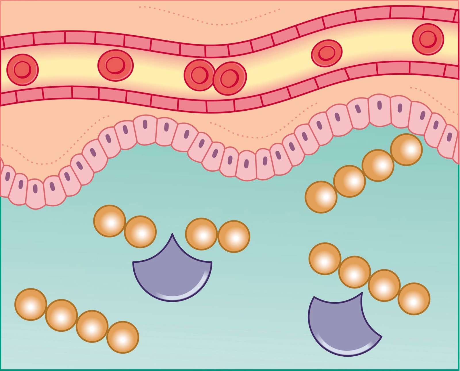 What Are the Benefits of Taking Digestive Enzymes? HendyBe